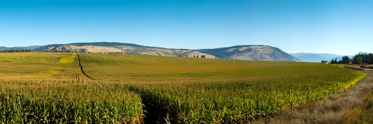 Lavington Corn Field 6191