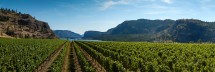 Blue Mountain Vineyard 8636