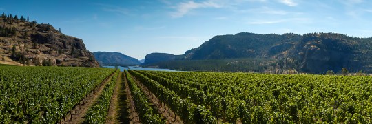 Blue Mountain Vineyard 8636