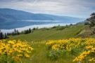 Spring Balsamroot Over Okanagan Lake 160419-1664