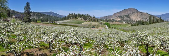 Bennett Apple Orchard 421