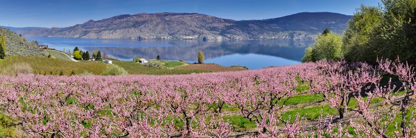 Spring Cherry Blossoms 8046