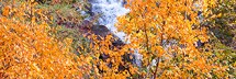Naramata Falls through Autumn Trees 004