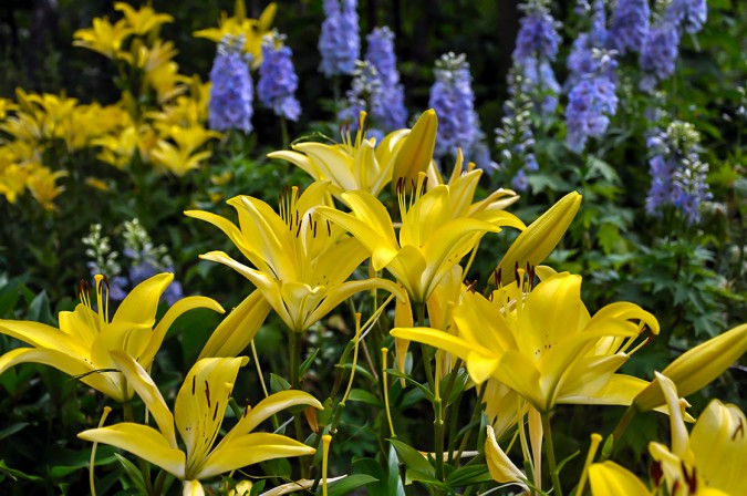 Luscious Lillies
