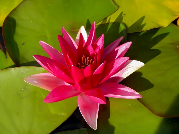Water Lily 0485