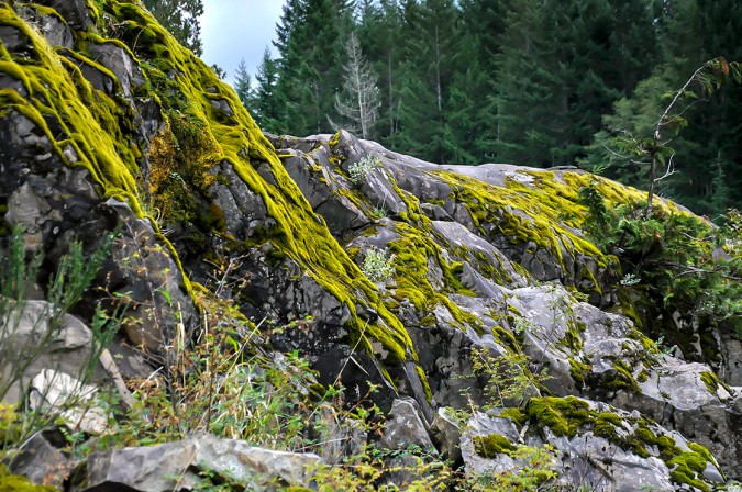 Mossy Monsters